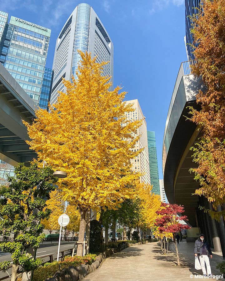 Alberi dai colori autunnali nel quartiere italiano a Tokyo, Shimbashi, con grattacieli sullo sfondo.