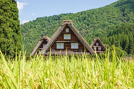 Casa Gassho-zukuri tradizionale a Shirakawa tra i campi di riso.