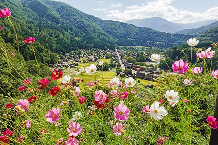 Fiori di cosmea in primo piano che incorniciano il villaggio di Shirakawa con case tradizionali e montagne.