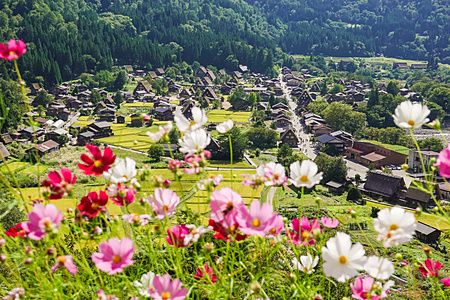Veduta panoramica di Shirakawa con fiori di campo in primo piano.