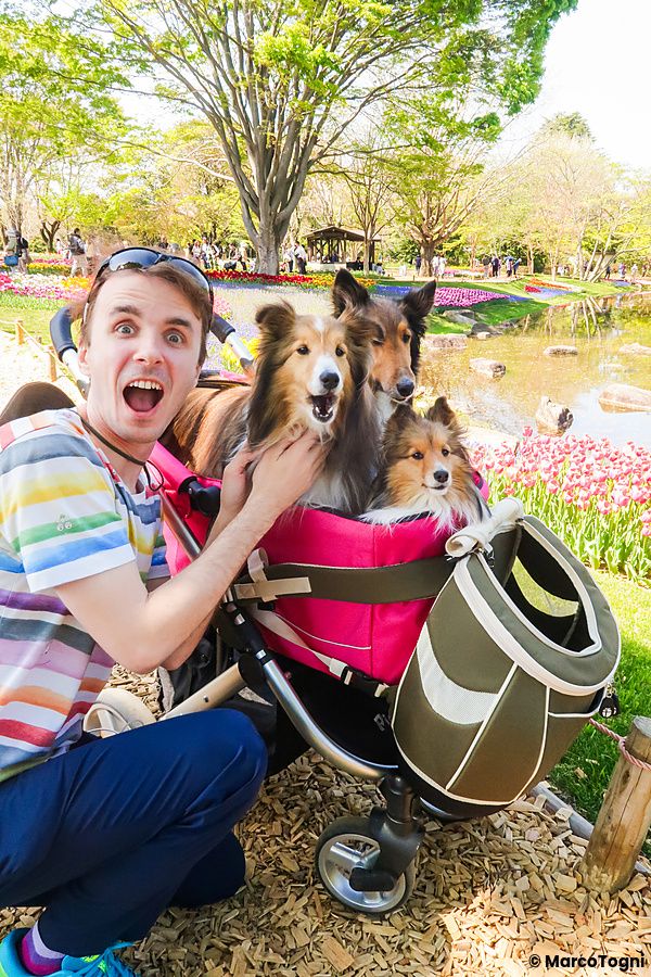 Marco Togni con passeggino per cani e tre collie nel Parco Showa Kinen.