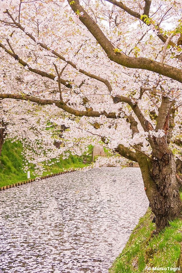 Rami di ciliegio in fiore si protendono sopra il fossato del Parco di Hirosaki, coperto da un tappeto di petali.