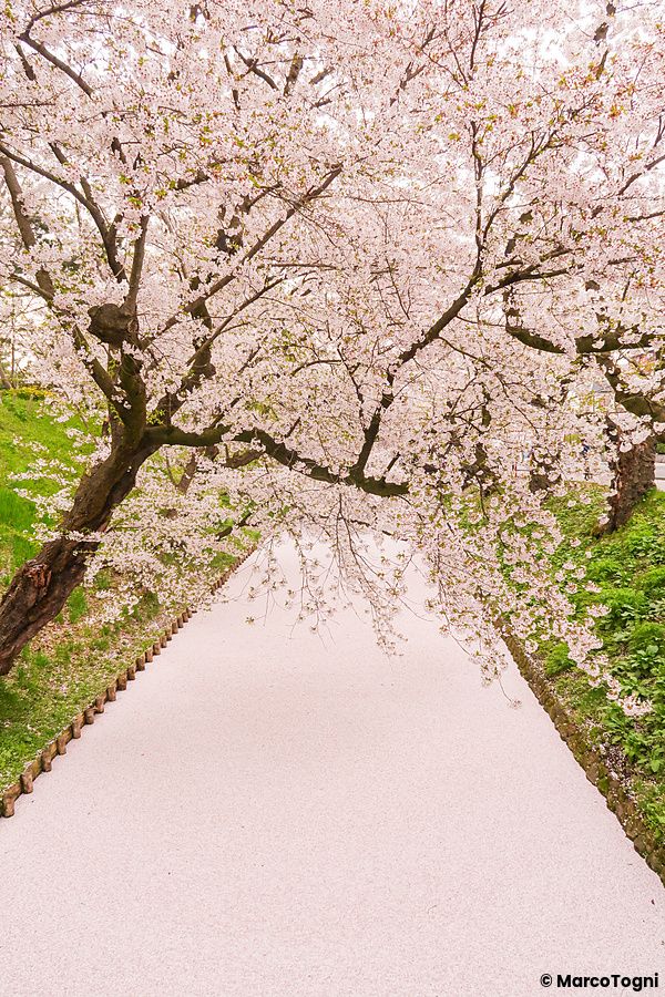 Ciliegi in fiore lungo un sentiero nel Parco di Hirosaki.