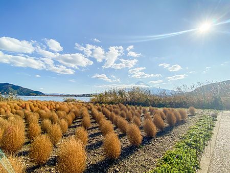 Piante di kochia color bronzo al parco Oishi con il monte Fuji sullo sfondo sotto un cielo luminoso.