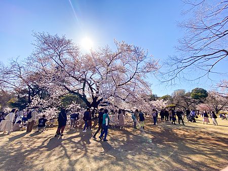 Persone sotto ciliegi in fiore a Shinjuku Gyoen in primavera.