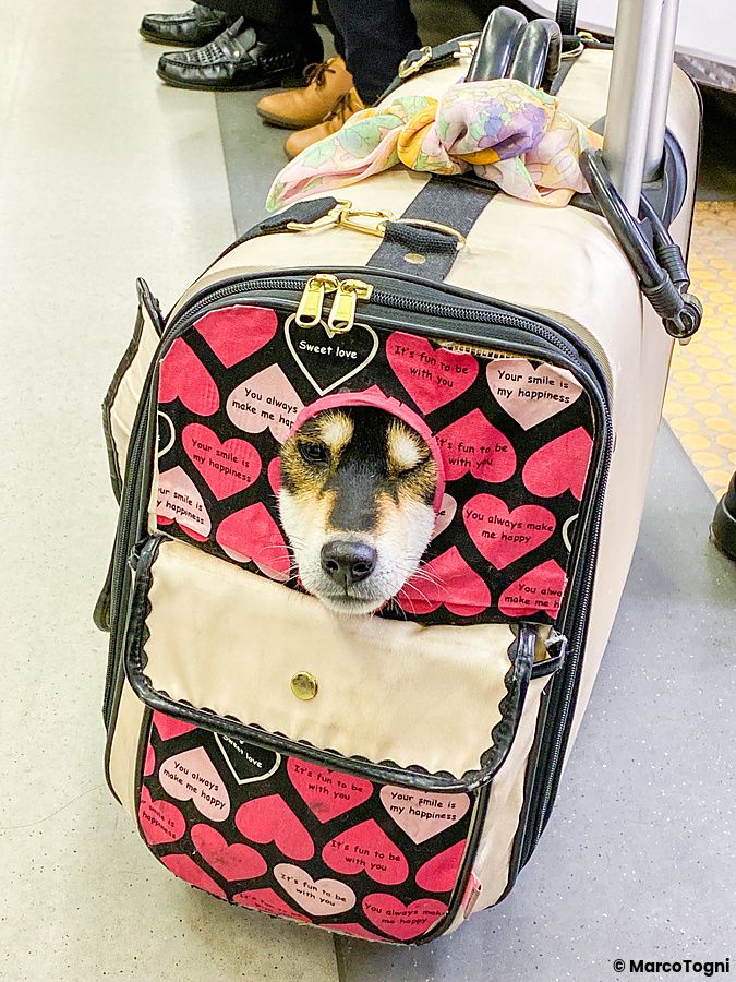 Un cane sbuca da un trasportino con fantasia di cuori posizionato sul pavimento di un vagone ferroviario.