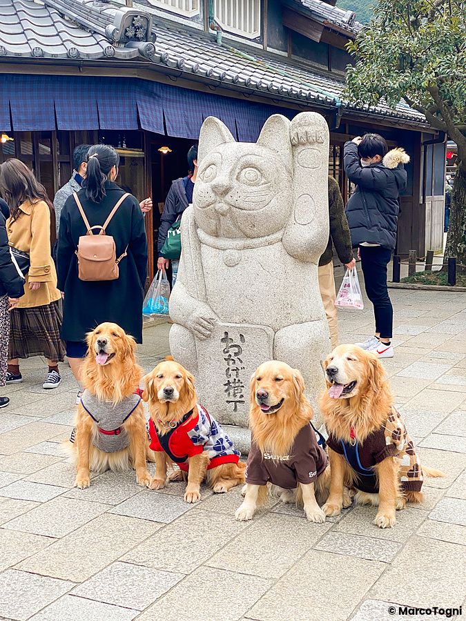 Quattro Golden Retriever vestiti siedono davanti a una statua di gatto in pietra nella strada di Okage Yokocho.