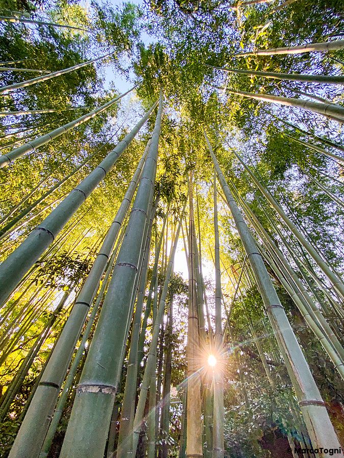 Foresta di bambù a Kyoto con luce del sole tra gli alberi.