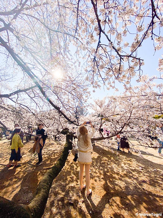Persona fotografa i ciliegi in fiore durante una giornata di sole a Shinjuku Gyoen in primavera.
