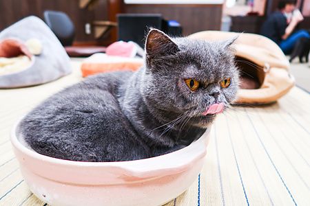 Gatto grigio in una ciotola in un neko cafe a Kichijoji.