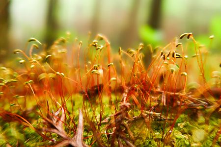 Muschi con steli arancioni e verdi al Monte Mitake, Giappone.