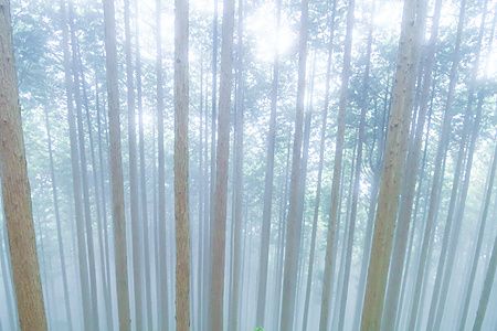 Alberi avvolti dalla nebbia nel bosco del Monte Mitake.