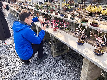 Un uomo con giacca blu si inginocchia per fotografare un bonsai al Takamatsu Bonsai Village Center.