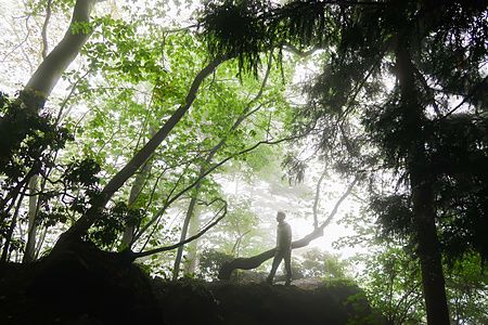 Persona nel verde del Monte Mitake avvolta da una leggera foschia.