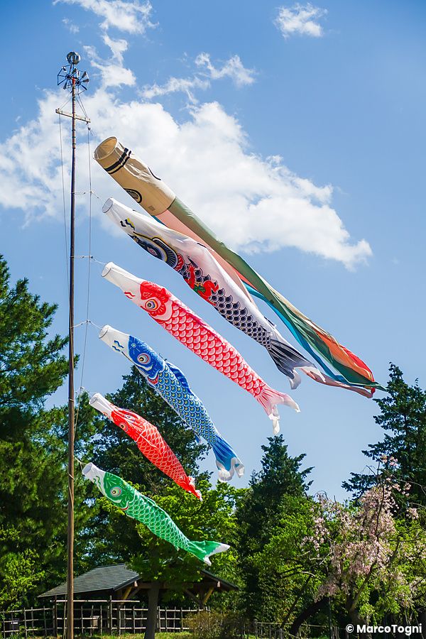 Bandiere a forma di carpa colorata sventolano al Parco Showa Kinen.