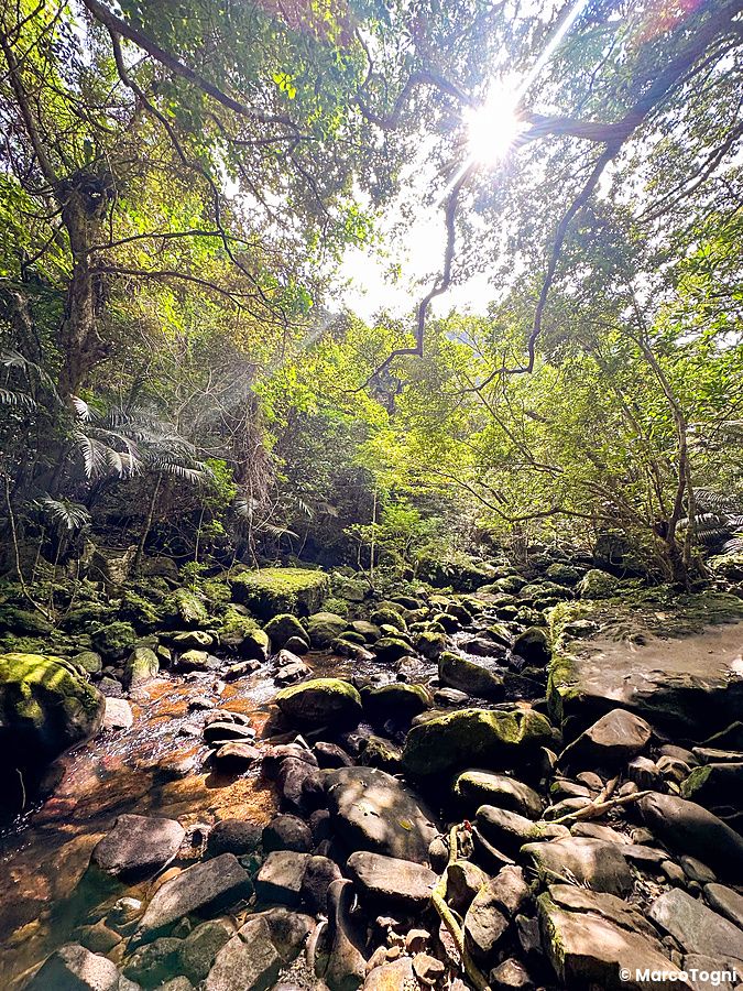 Sentiero forestale con ruscello e rocce muschiose durante il trekking a Okinawa verso le Cascate di Pinaisara.
