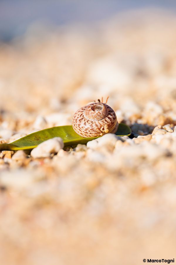 guscio di lumaca su sabbia e piccoli sassi con una foglia sulla spiaggia Mimikiri.