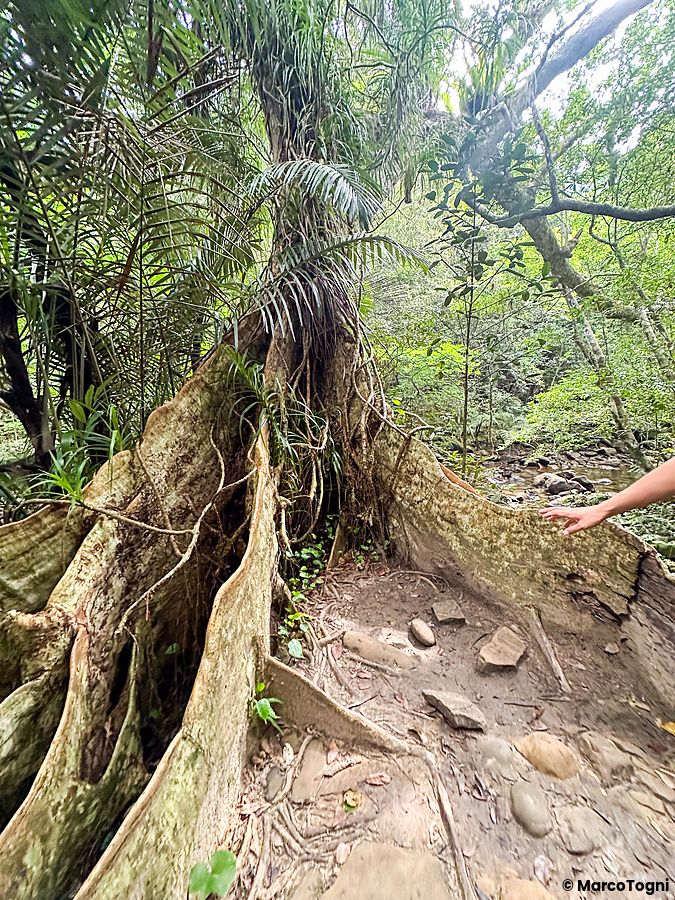 Una persona tocca le grandi radici di un albero tropicale lungo il sentiero di trekking a Okinawa verso le Pinaisara.