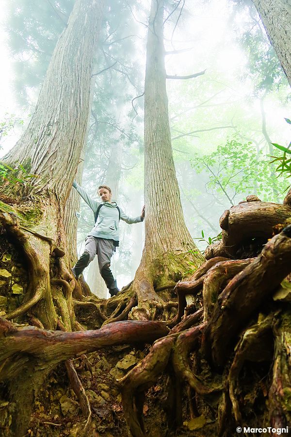 Persona nella foresta nebbiosa del Monte Mitake con radici contorte.