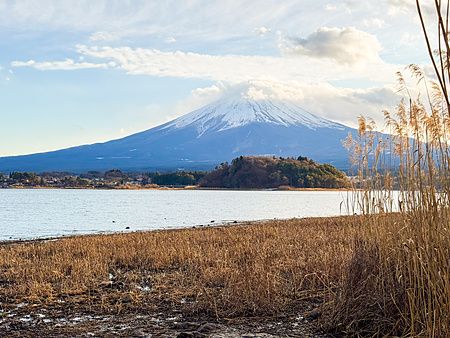 Veduta del monte Fuji innevato sopra il Lago Kawaguchi, con vegetazione secca in primo piano all'Oishi Park.