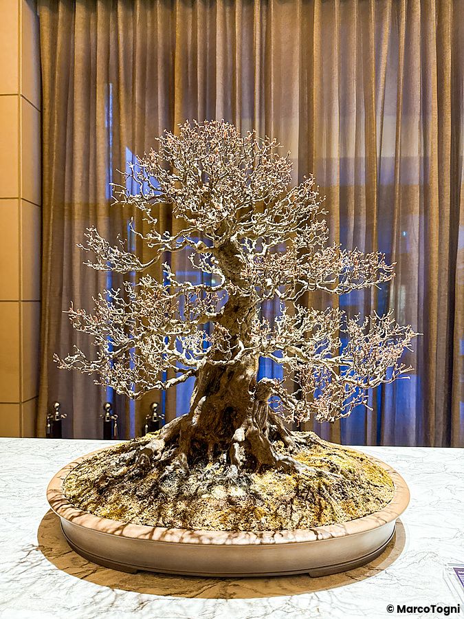 Un bonsai su una base di marmo nell'ingresso a The St. Regis Osaka, davanti a tende marroni drappeggiate.