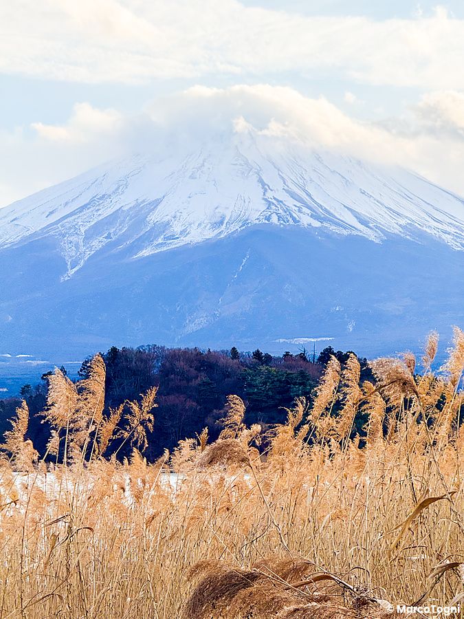 Canneti in primo piano con vista sul monte Fuji innevato presso il Lago Kawaguchi.