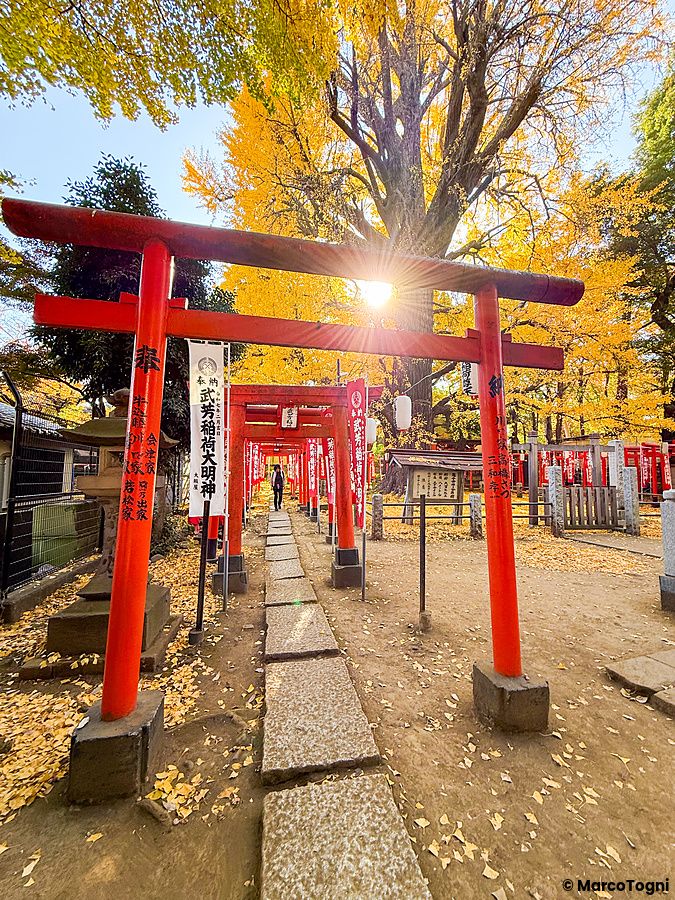 Un sentiero con torii rossi tra alberi di ginkgo autunnali nel complesso del Tempio Zoshigaya Kishimojin a Tokyo.