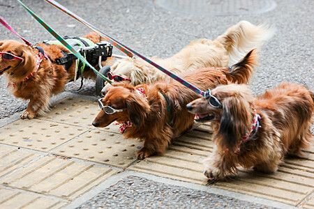 Quattro bassotti con occhiali camminano su un marciapiede in Giappone.