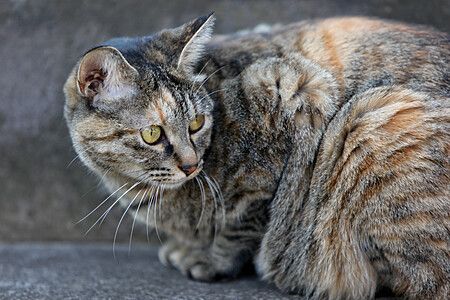 Gatto tigrato rannicchiato su gradini di cemento in Giappone.
