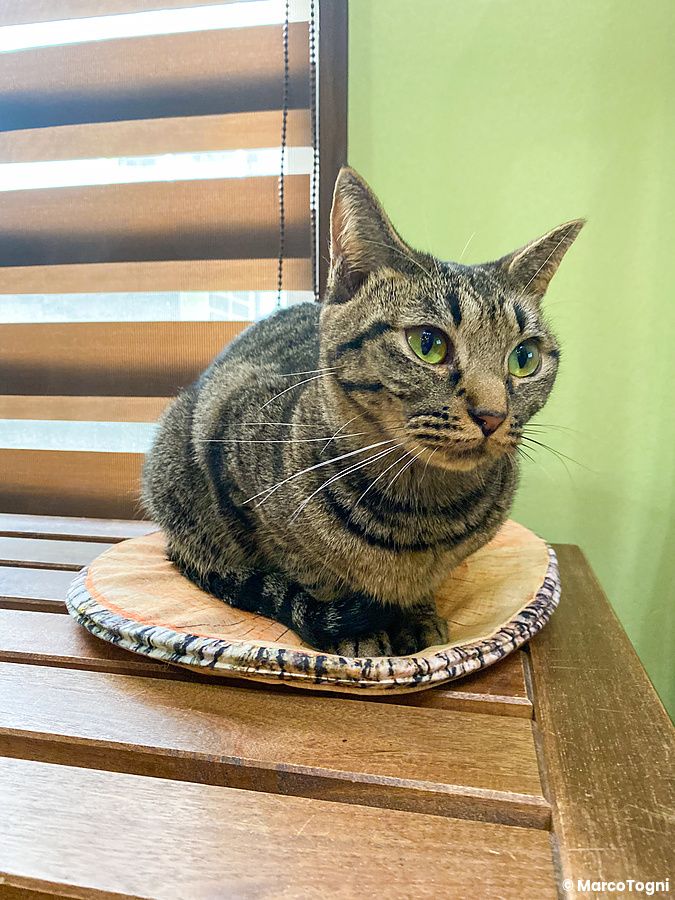 Un gatto tigrato seduto su un supporto circolare sopra un tavolo di legno all'interno dell'animal cafe Animeal.