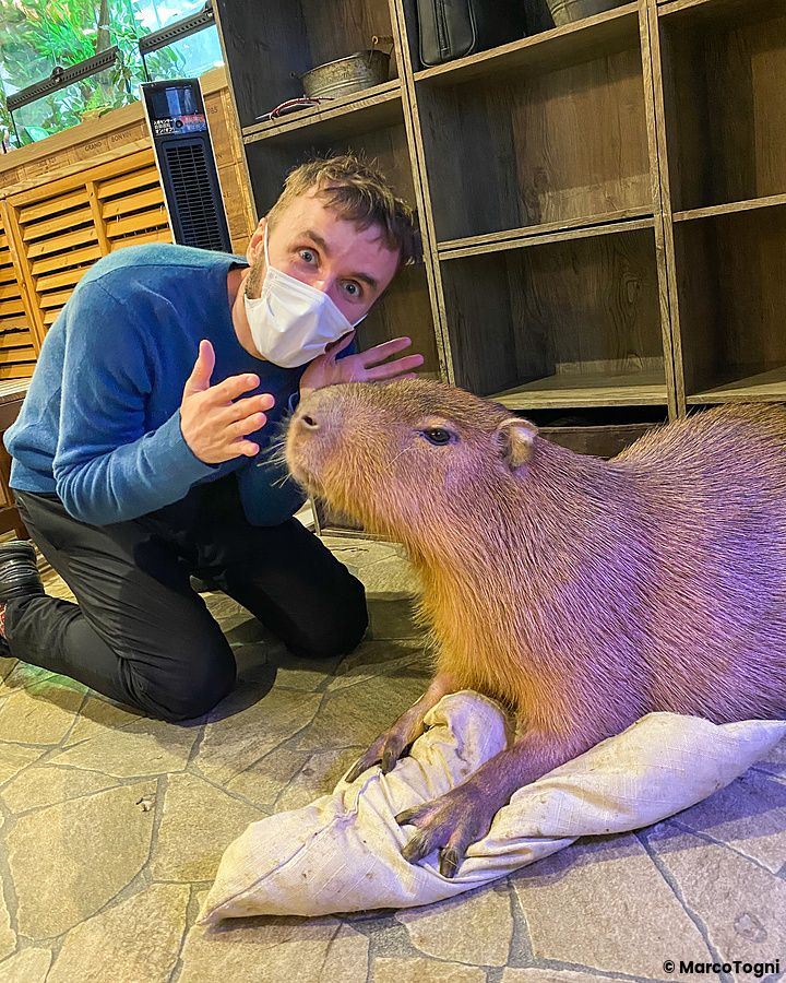 Marco Togni con mascherina si trova accanto a un capibara all'interno del locale Animeal a Osaka.