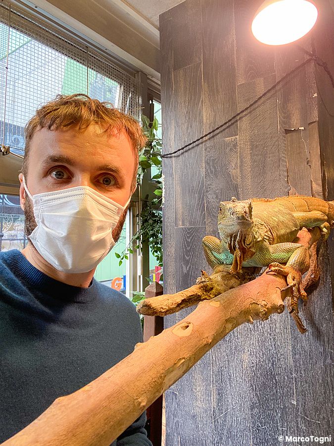 Marco Togni con mascherina posa con un'iguana su un ramo all'interno di Animeal ad Osaka.