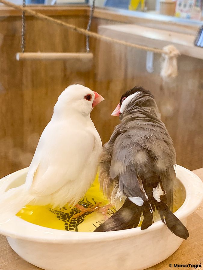 Due passeri di Giava, uno bianco e uno grigio, dentro una ciotola d'acqua nel Kotori Cafe ad Osaka.