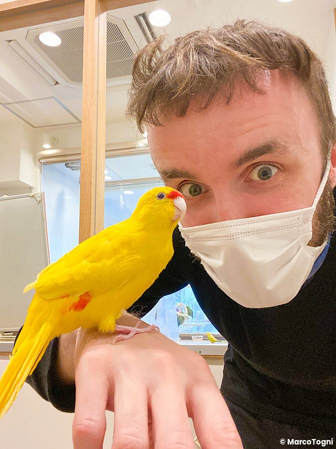 Marco Togni indossa una mascherina bianca mentre un pappagallo giallo è appoggiato sulla sua mano al Kotori Cafe di Osaka.