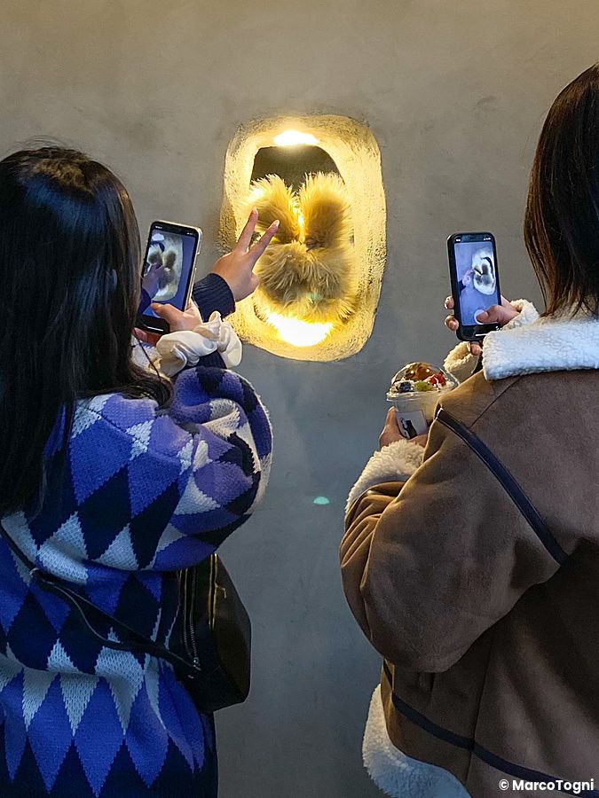 Due persone fotografano con smartphone una mano pelosa che esce da un foro illuminato nel Kuma no Te Cafe, Osaka.