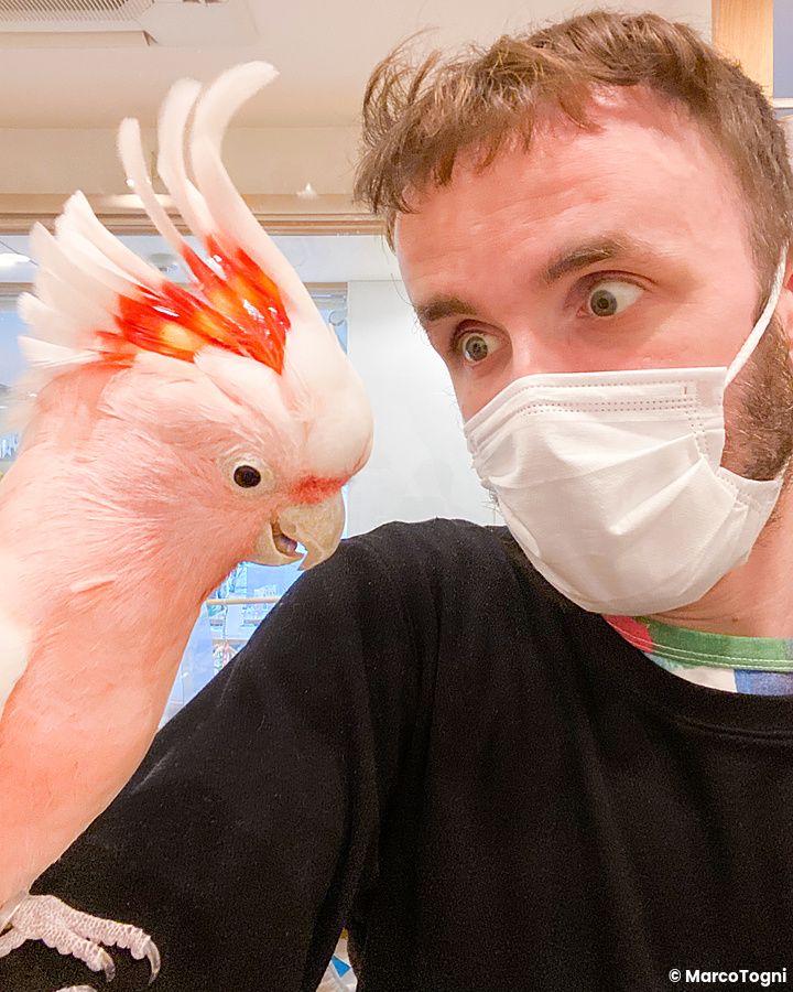 Marco Togni indossa una mascherina chirurgica mentre un cacatua rosa si trova sulla sua spalla al Kotori Cafe di Osaka.