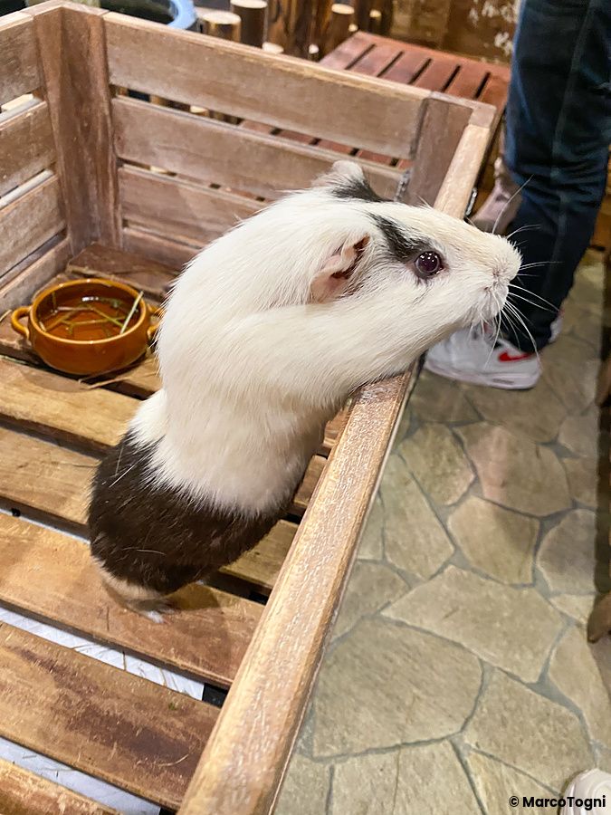Una cavia bianca e marrone si sporge da un recinto di legno all'interno dell'animal cafe Animeal a Osaka.