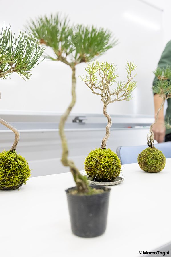 Piccoli alberi bonsai e kokedama esposti su un tavolo bianco al Takamatsu Bonsai Village Center a Takamatsu.