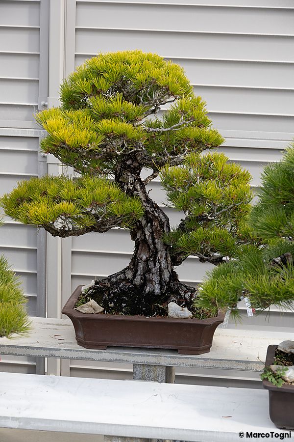 Un bonsai di pino con tronco rugoso in un vaso rettangolare presso il Takamatsu Bonsai Village Center a Takamatsu.