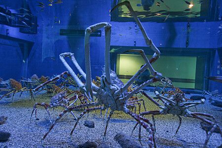 Granchio ragno giapponese in una vasca presso l'Acquario di Osaka.