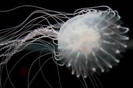 Medusa con tentacoli che nuota nell'acquario di Osaka a Osaka.