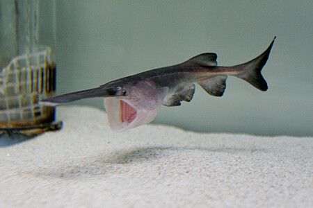 Pesce spatola che nuota in un acquario a Osaka.