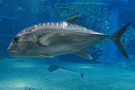 Un grande pesce in una vasca dell'Acquario di Osaka, circondato da altri pesci.