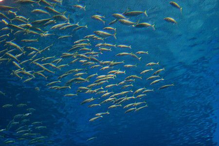 Gruppo di pesci che nuota nell'acquario di Osaka, sotto acqua blu.