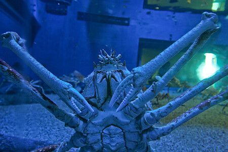 Aragosta giapponese all'Acquario di Osaka con chele estese in un ambiente blu.