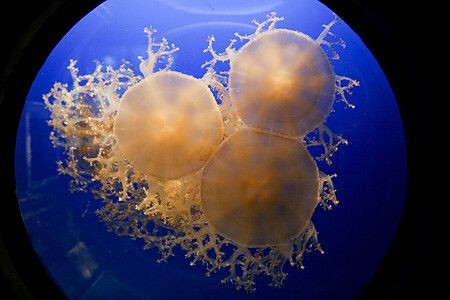 Tre meduse fluttuano contro uno sfondo blu all'Acquario di Osaka