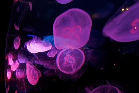 Meduse illuminate da luci viola nell'acquario di Osaka.