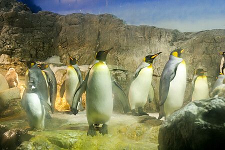 Pinguini su rocce all'Acquario di Osaka a Osaka.