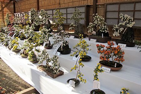 Esposizione di numerosi bonsai in fiore disposti su gradoni in una struttura tradizionale in Giappone.