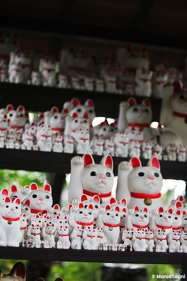 Numerose statuette bianche di maneki neko disposte su più ripiani all'interno del Tempio Gotokuji a Tokyo.